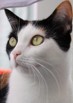 thumbnail_3b1965f3-e1db-4fe2-9179-a7eae5807ec0